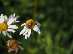 Spilostethus saxatilis
