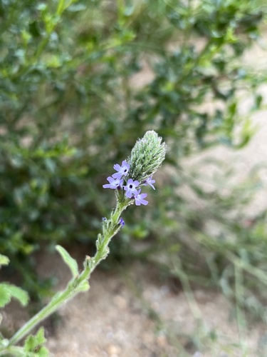 iNaturalist observation photo of western vervain