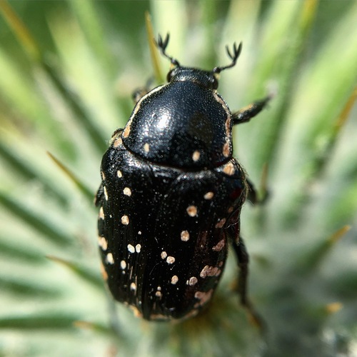 Middle Eastern Flower Scarab