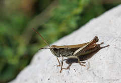 Chorthippus dorsatus