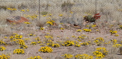 Aloe claviflora