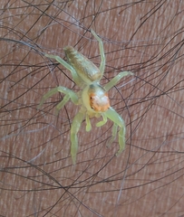 Epocilla