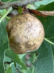 Amphibolips