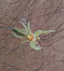 Epocilla
