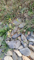 Reichardia picroides