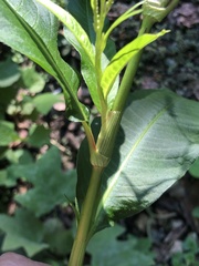 Persicaria extremiorientalis
