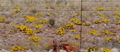 Aloe claviflora