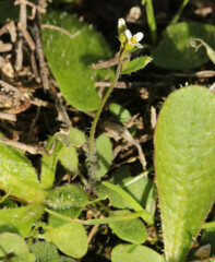 Arabidopsis thaliana