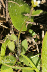 Arabidopsis thaliana