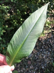 Persicaria extremiorientalis