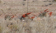 Aloe claviflora