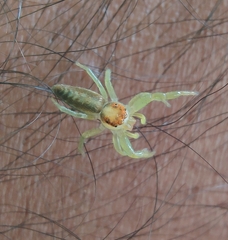 Epocilla