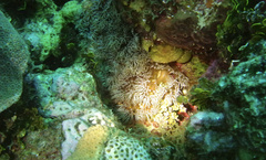 Lebrunia neglecta
