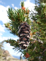 Pinus balfouriana
