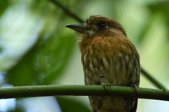 Malacoptila mystacalis