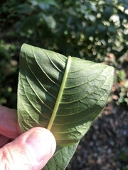 Persicaria extremiorientalis