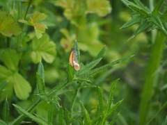 Coenonympha arcania