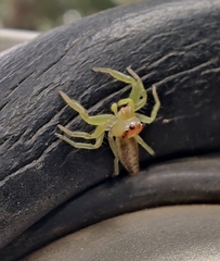 Epocilla