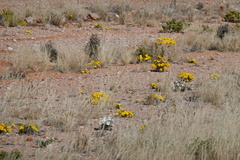 Gazania lichtensteinii
