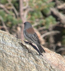 Junco hyemalis caniceps