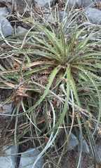 Hechtia glomerata