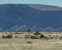 Aloidendron dichotomum