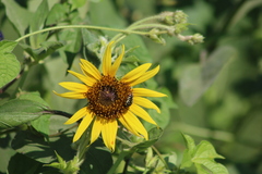 Acmaeodera disjuncta