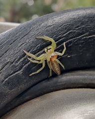 Epocilla