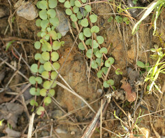 Lysimachia tenella
