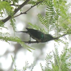 Cinnyris mariquensis