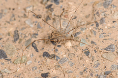 Trachyrhinus marmoratus