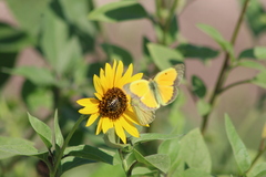 Acmaeodera disjuncta