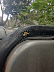 Epocilla