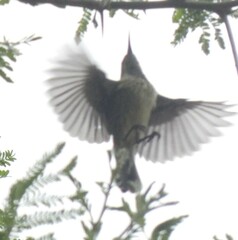 Cinnyris mariquensis