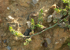 Polygonum aviculare aviculare