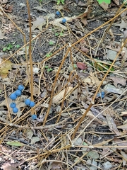 Caulophyllum thalictroides