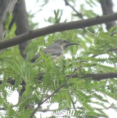 Cinnyris mariquensis