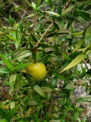 Garcinia hessii