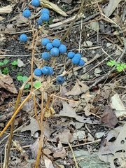 Caulophyllum thalictroides