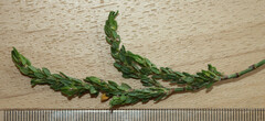 Polygonum aviculare aviculare