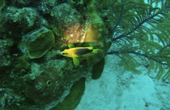 Hypoplectrus guttavarius