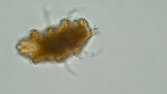 Tardigrada