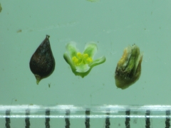 Polygonum aviculare aviculare