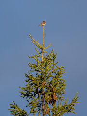 Carpodacus erythrinus