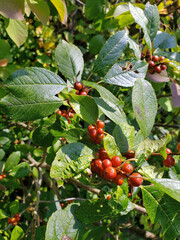 Ilex verticillata