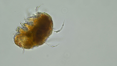 Tardigrada