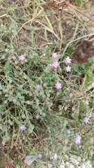Spergularia rupicola