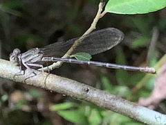 Argia sedula