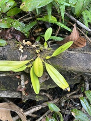 Epidendroideae