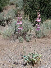 Penstemon palmeri